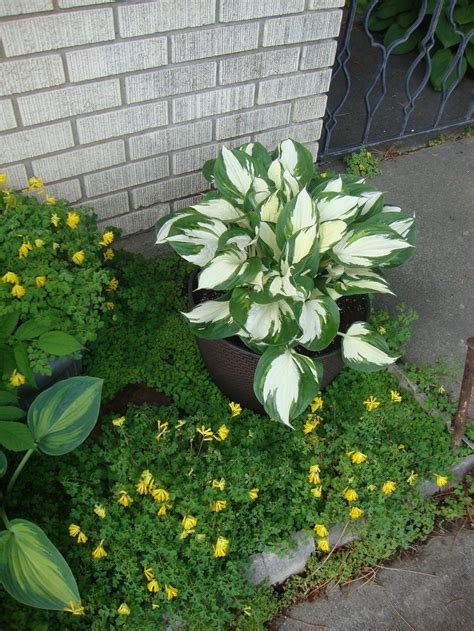 Hostas Are Wonderful In Containers