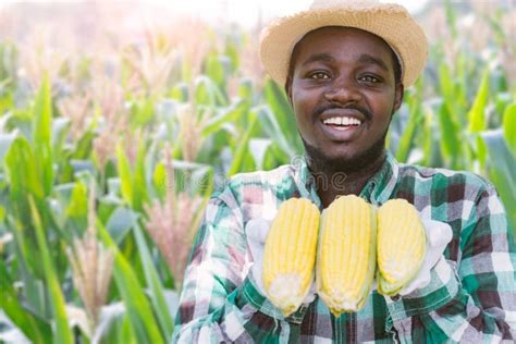 African Farmer Stand In The Corn Plantation Field With Showing Organic