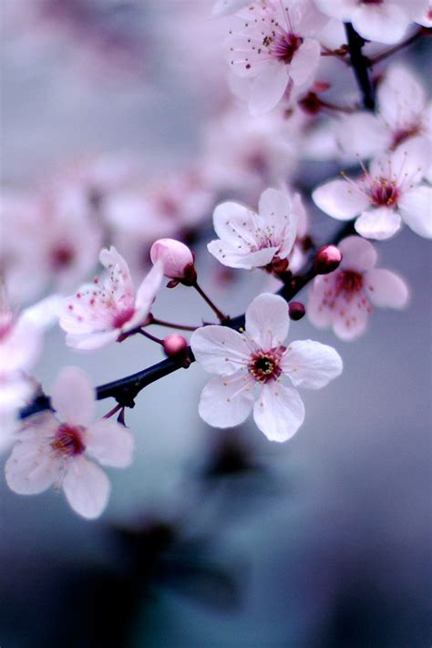 Nature Wallpaper Iphone Japanese Cherry Blossom Wallpaper Cherry