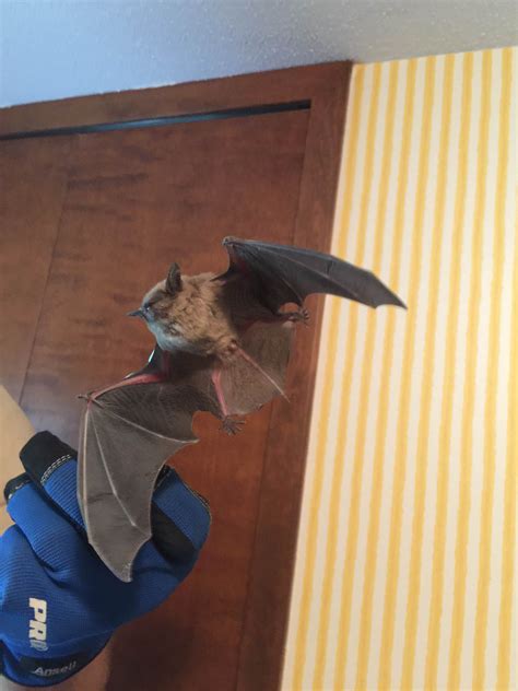 How to kill bats at home. bat removal service | bat removal minneapolis - Preferred ...