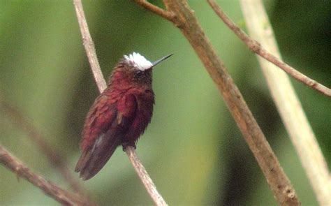 Thinking Of Birding In Costa Rica Sign Up For A Natura Birding Tour