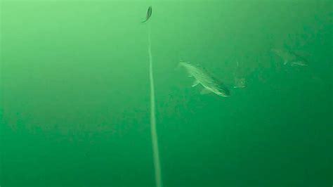 Amazing Underwater Footage 100 Feet Below Lake Superior Youtube