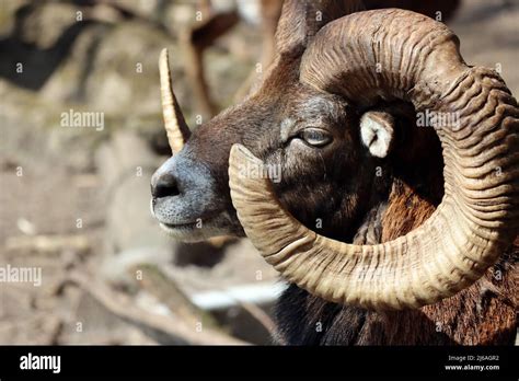 Mufflon Ovis Gmelini Musimon Im Wildgehege Niedersachsen