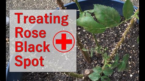 Tips For Treating Rose Bush For Black Spot Fungus Youtube