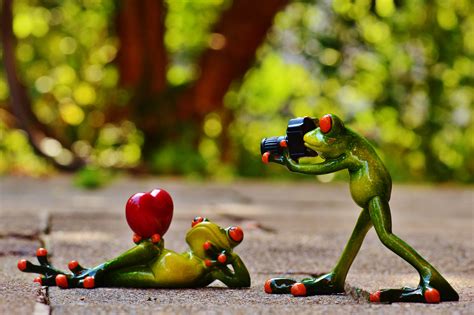 Free Images Camera Photographer Animal Cute Love Heart Green