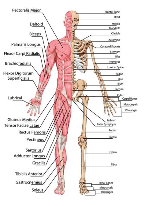 There are more than 30 muscles in your face. HLTAAP001 Recognise healthy body systems Learner Guide | Australian University Assignment