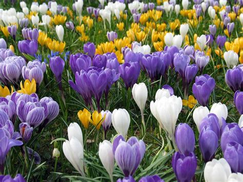 Spring Crocus Care And Growing Guide