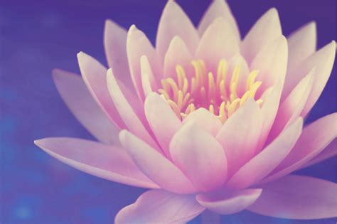 Pink Lotus Flower · Free Stock Photo