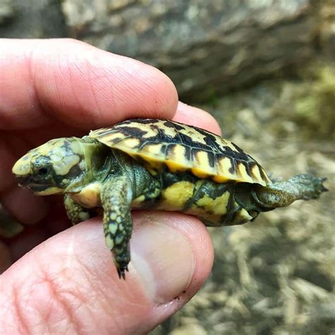 11 Types Of Pet Turtles That Stay Small Wayangpetscom