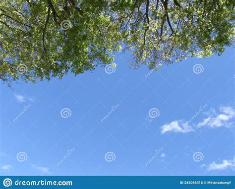Trees And Blue Sky In Trees And Blue Sky Stock Photo Image Of Spring