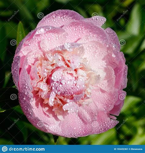 Pink Peony Flower With Raindrops Blooming In The Garden Stock Image