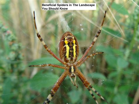 Beneficial Spiders In The Landscape You Should Know