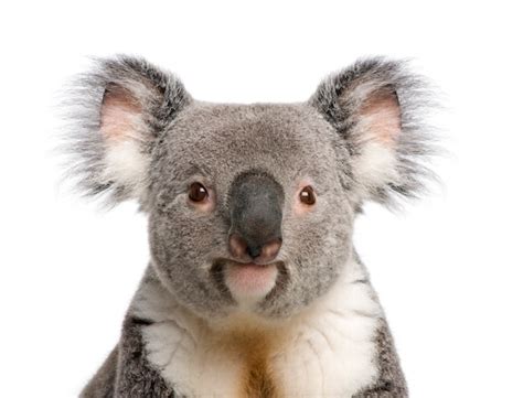 Premium Photo Portrait Of Male Koala Bear Phascolarctos Cinereus On