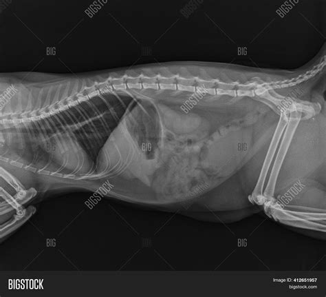 Cat X Ray Showing Image And Photo Free Trial Bigstock