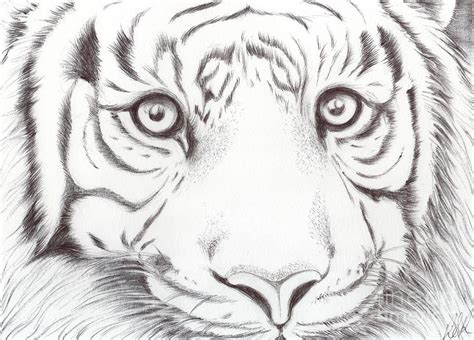Jun 18, 2019 · early life. Animal Kingdom Series - Wild Cat by Bobbie S Richardson in 2020 | Animal sketches, Animal line ...