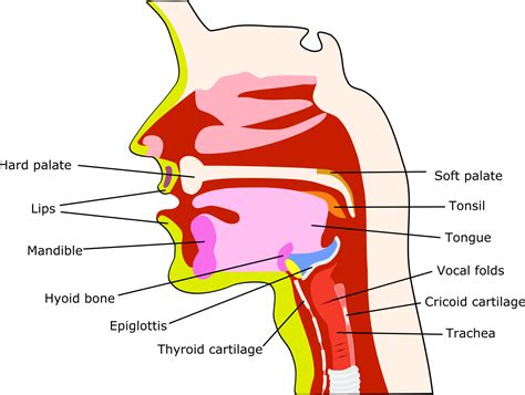 Swallowing Anatomy Diagram Simple