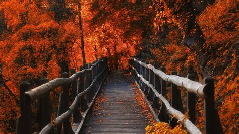 Wooden Bridge Among The Autumn Trees Wallpaper Backiee