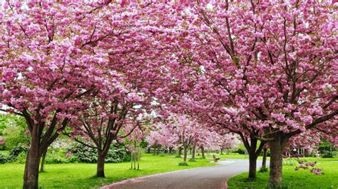 Shillong Is Hosting Indias Own Cherry Blossom Festival Condé Nast