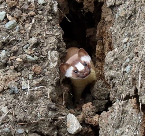 Long Tailed Weasel Though Cute And Curious This Little Ani Flickr