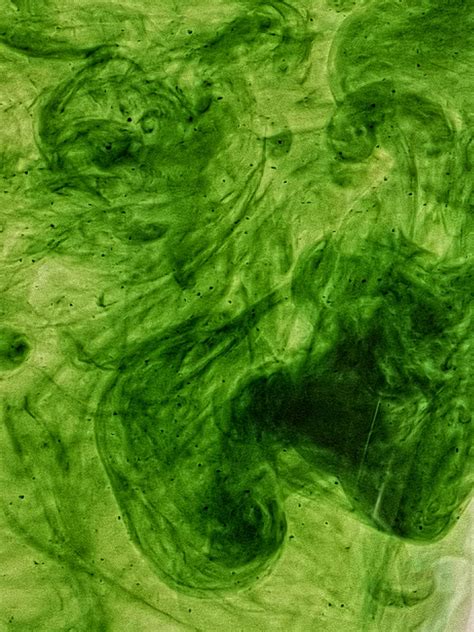 Green Swirl Art Colour Colours Cool Experiment Experimental