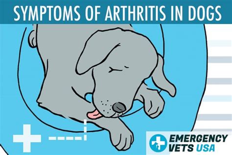 Arthritis In Dogs 7 Common Signs Symptoms And Treatment Options