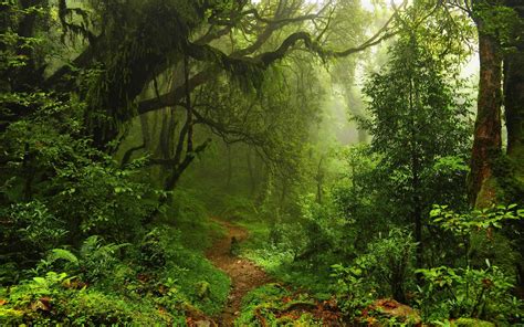 Rainforest Background ·① Download Free Beautiful Full Hd Backgrounds