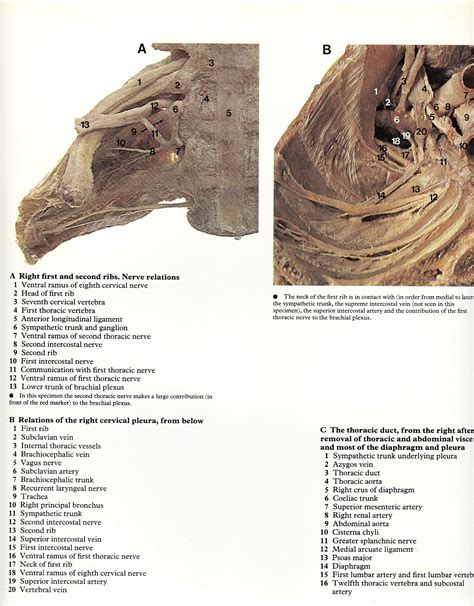 Thorax Room Stuff Anatomy And Physiology Human Anatomy Atlas Human