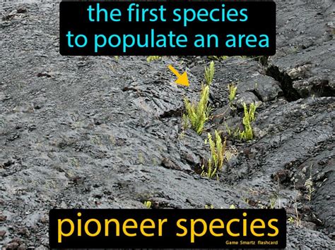 Pioneer Species Easy Science Species Definition Species Easy Science