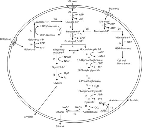 Metabolic Routes For Assimilation Of The Hexose Sugars Glucose