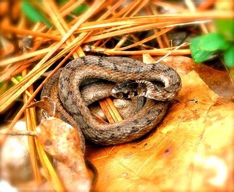 North Georgia Naturalist Brown Snake Murray County 1813