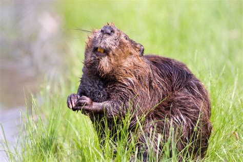 Beaver Facts Animal Facts Encyclopedia