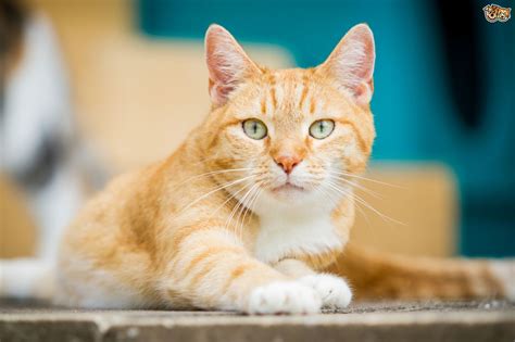 3 Common Cat Ailments And How To Deal With Them Pets4homes