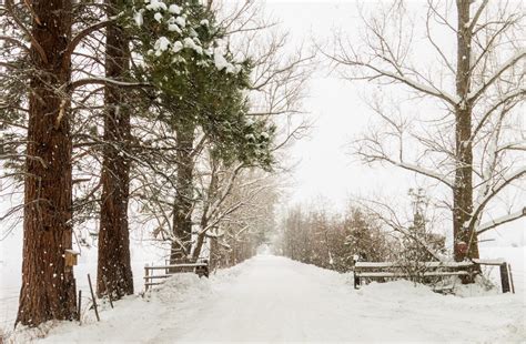 Imagini De Fundal Copaci Pădure Zăpadă Iarnă Ramură Congelare