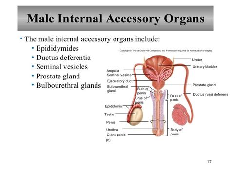 Chapter 22 Reproductive System