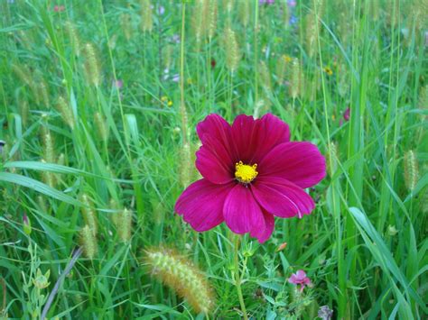 Free Images Nature Field Lawn Meadow Prairie Purple Petal