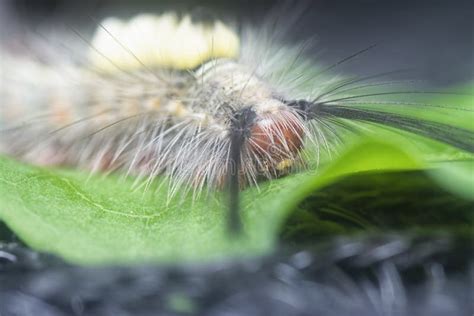 Hairy Tussock Moth Larvae Caterpillar On The Leaves Stock Photo Image