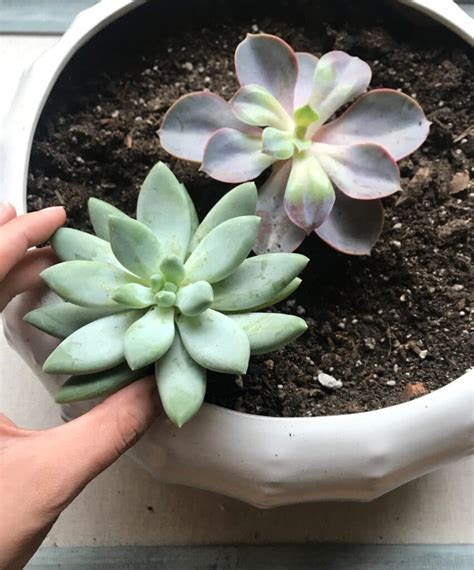 How To Plant Succulents In A Pot The Right Way