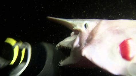 Goblins are ascribed various attributes, but, generally speaking, they are said to be mischievous, ugly, dwarflike creatures. The Great and Ghastly Goblin Shark | Shark Week on ...