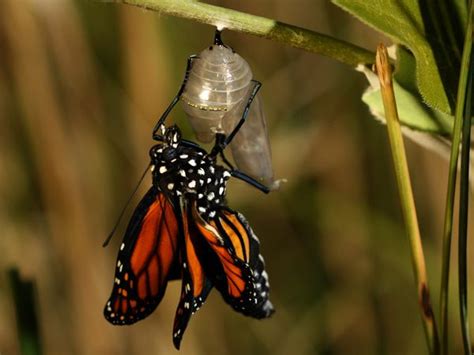 Monarch Butterfly Life Cycle And Migration National Geographic Society