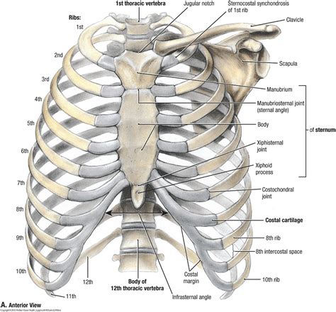 Anatomy Of Ribs Rib Cage Anatomy And Function Britannica It Is