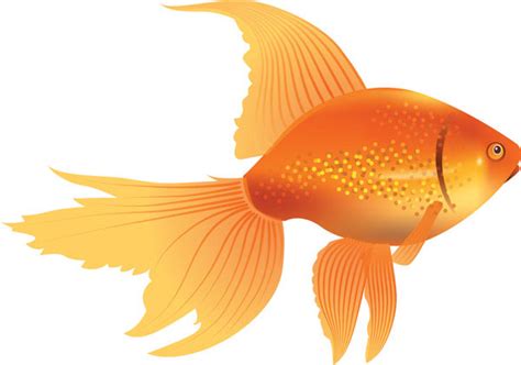 The clip art library items listed below are shown as examples only and the exact artwork is not available for ordering on products. Best Goldfish Clipart #10483 - Clipartion.com