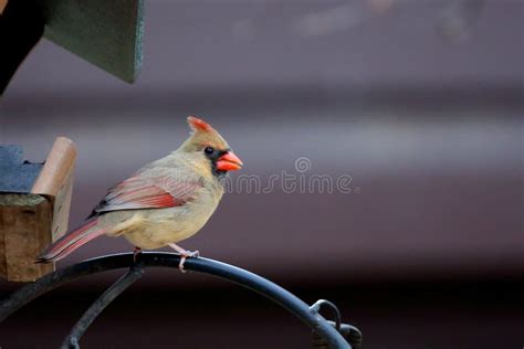 Female Northern Cardinal Sitting On A Branch Stock Photo Image Of