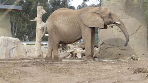 Elephant San Diego Zoo Youtube