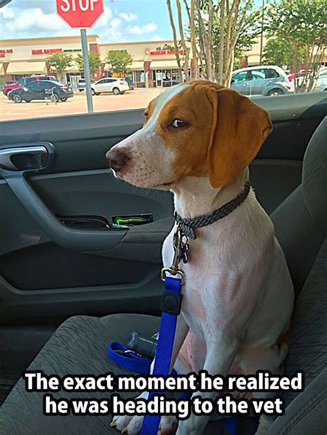 Skeptical Dog Funny Animal Pictures Funny Animal Memes Funny Animals