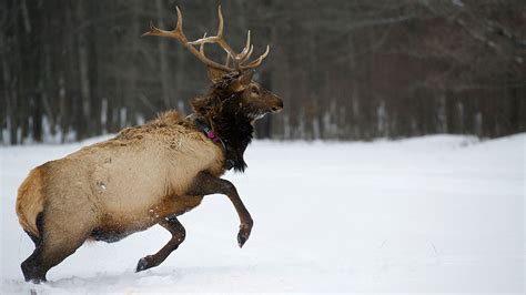 2019 Michigan Elk Hunt A Successful One Rocky Mountain Elk Foundation
