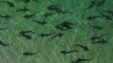 Leopard Sharks Get Close At La Jolla Shores Nbc Los Angeles