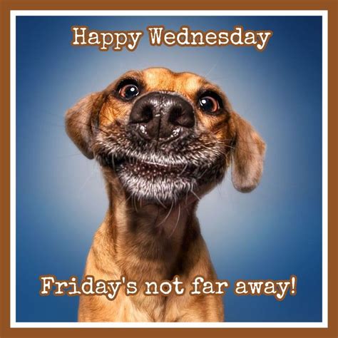 Happy Wednesday Dog Captions