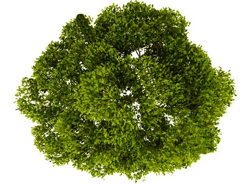 Tree PNG Top View Transparent Tree Top View PNG Images PlusPNG