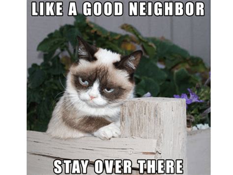 Cat Meme Quote Funny Humor Grumpy 53 Wallpapers Hd Desktop And Images