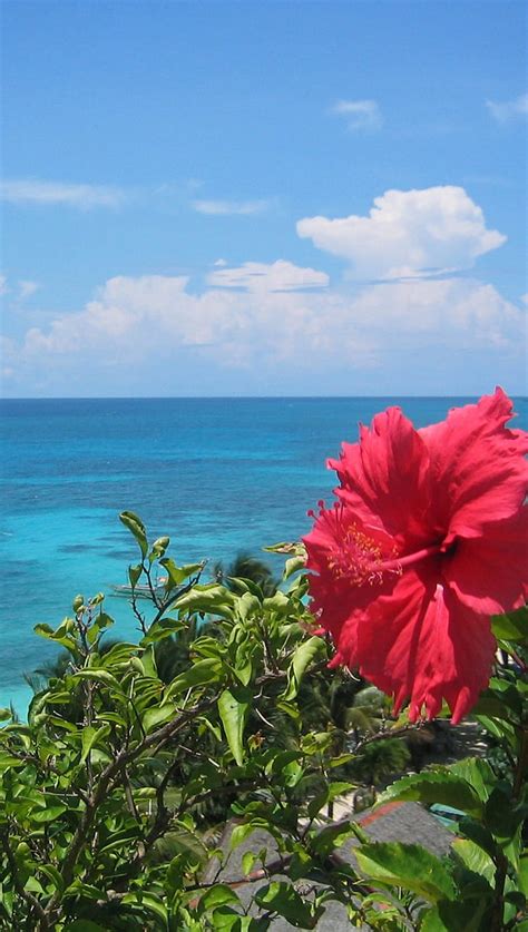 1080p Free Download Beach Flower Ocean Pink Hd Phone Wallpaper